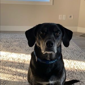 Meet your Posher, Robert